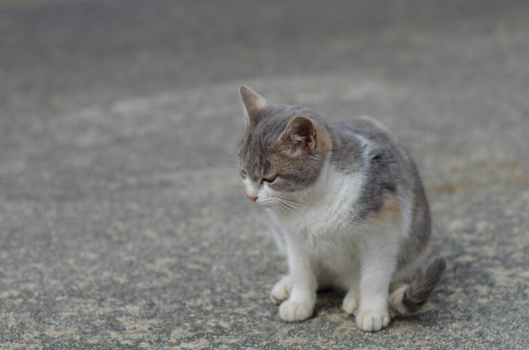 gatto in strada