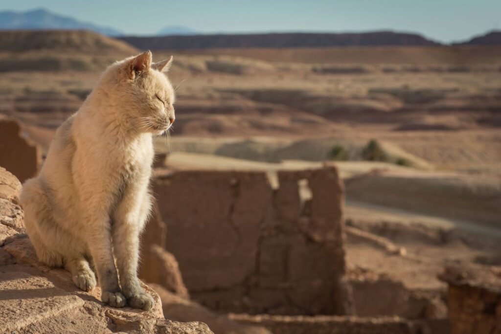 Gatto nel deserto in Marocco