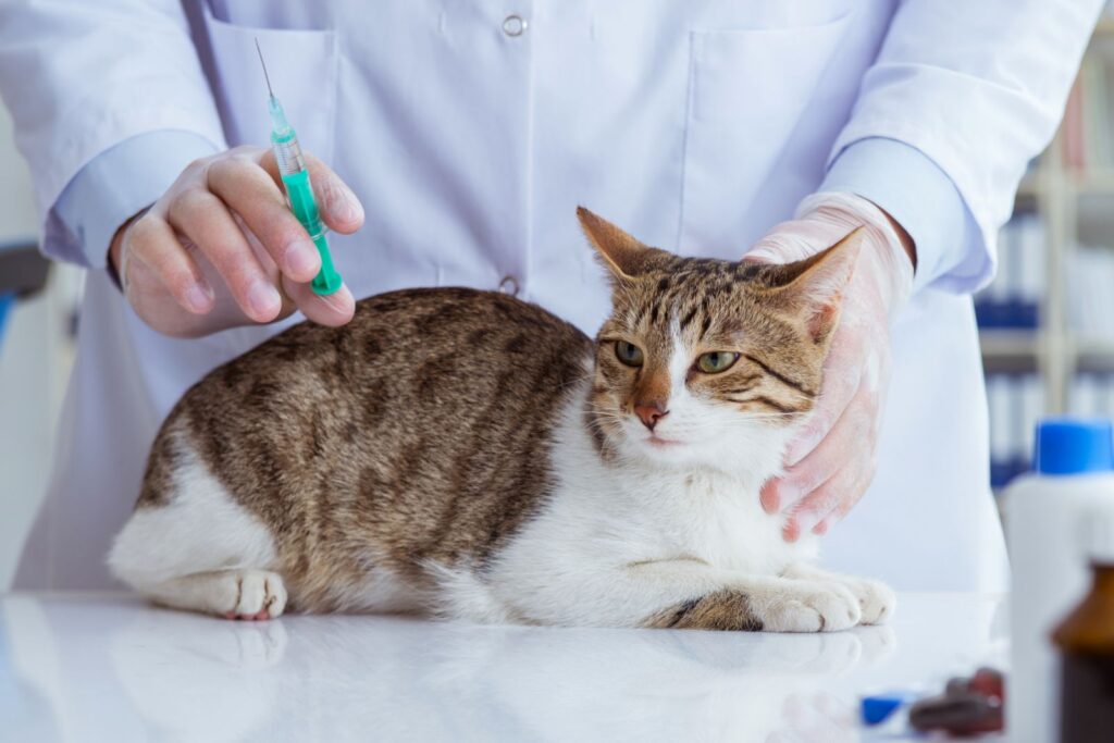 gatto vccinato contro calicivirus