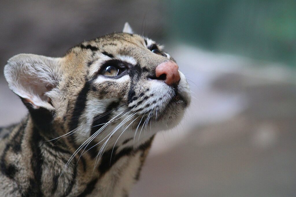 Ocelot