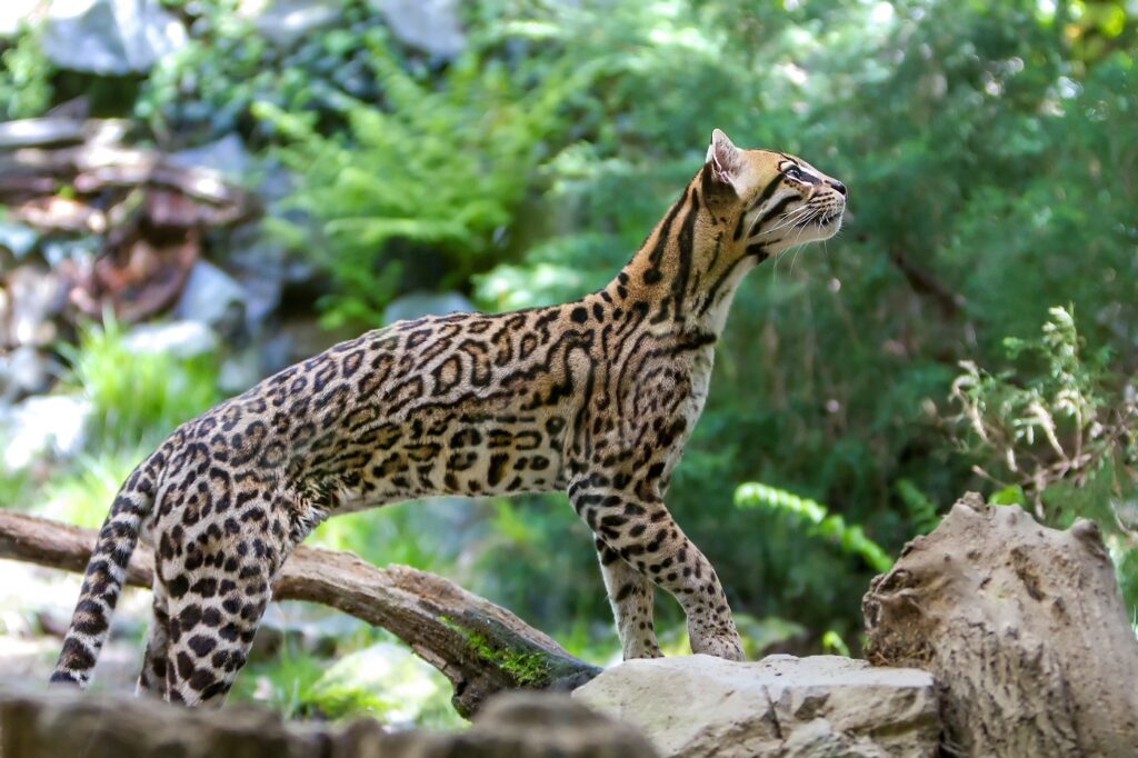 Ocelot in natura