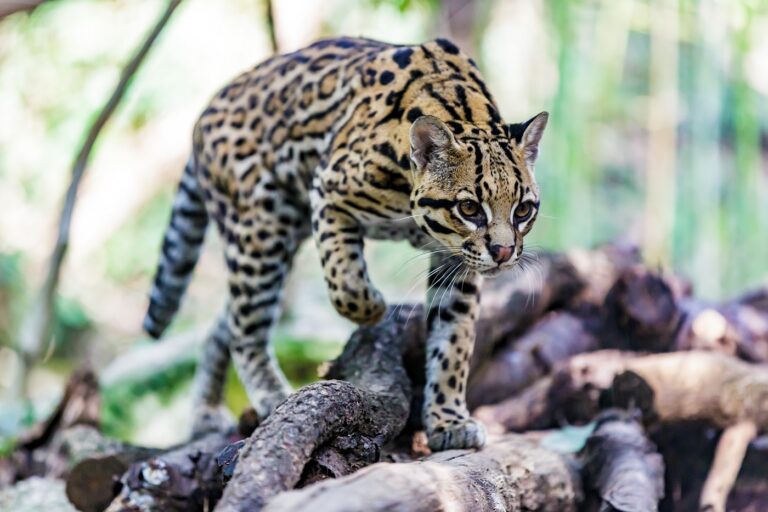 ocelot gattopardo americano