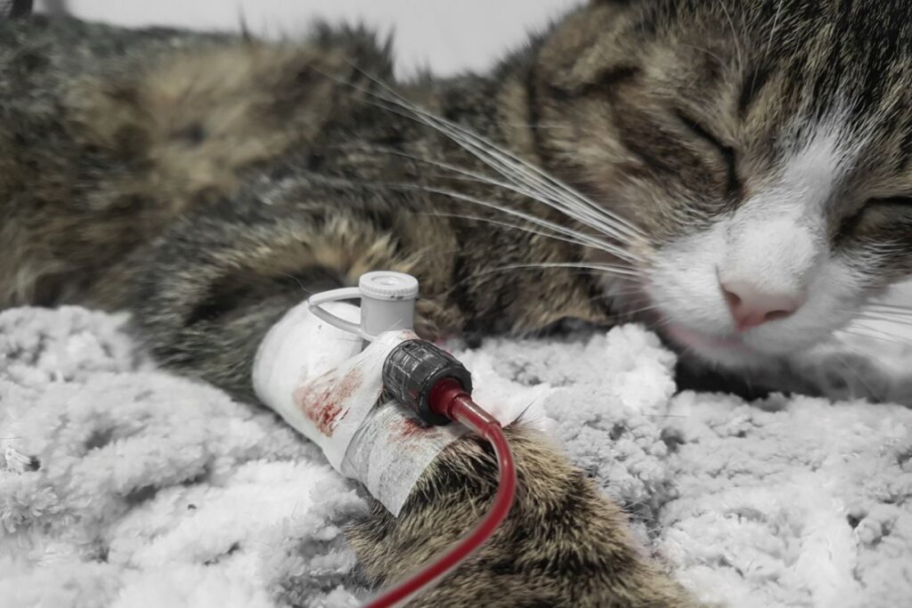 trasfusione ad un gatto anemico