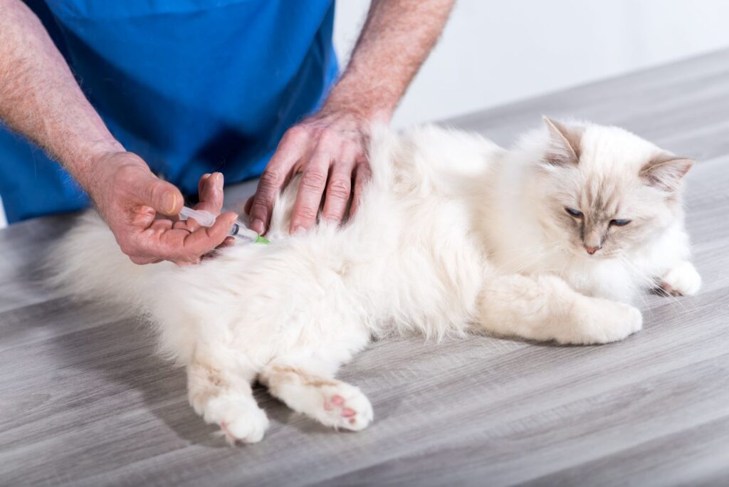 veterinario vaccina gatto