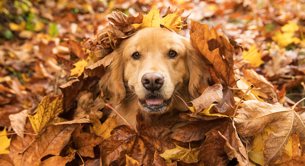 cane tra le foglie