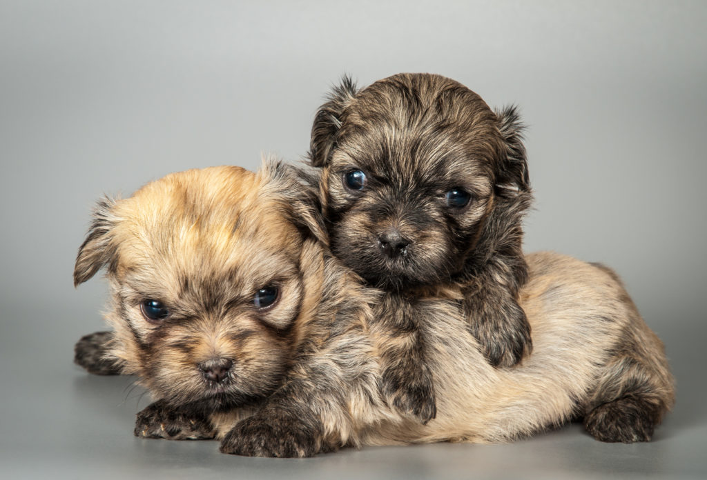 cuccioli bolonka zwetna