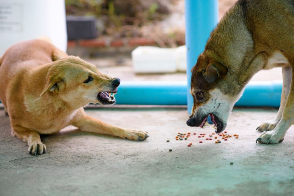 Due cani ringhiano per cibo