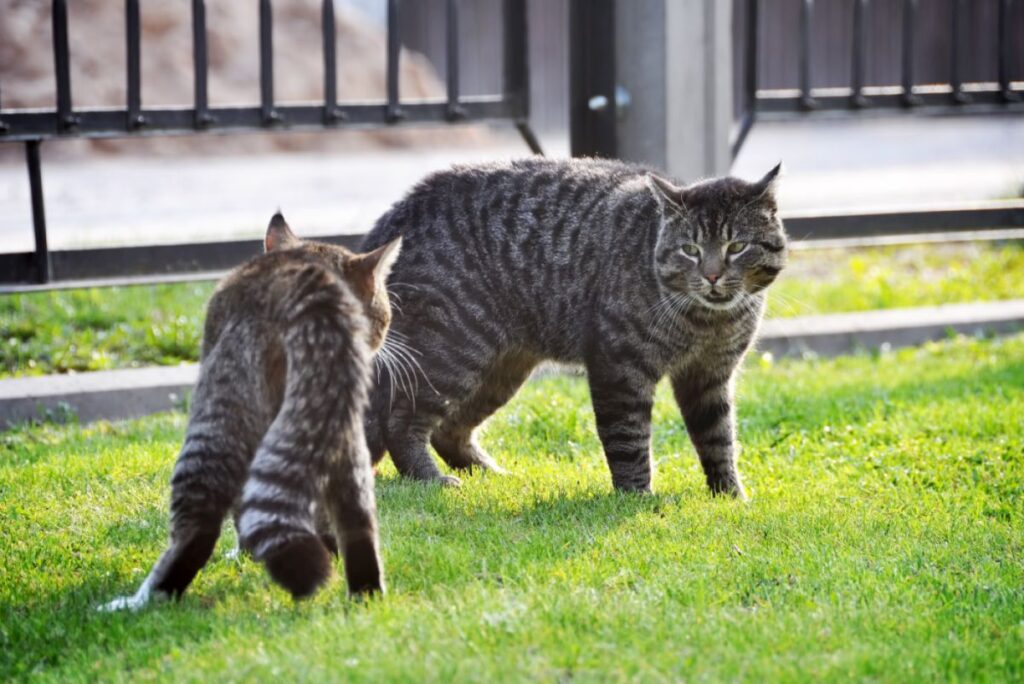 due gatti litigano