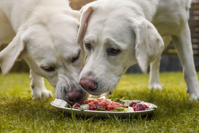 due labrador condividono cibo