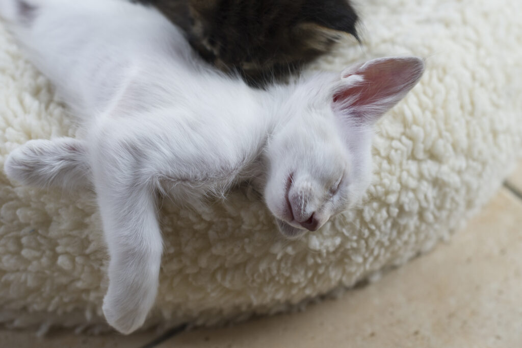 gattini giavanesi sul letto