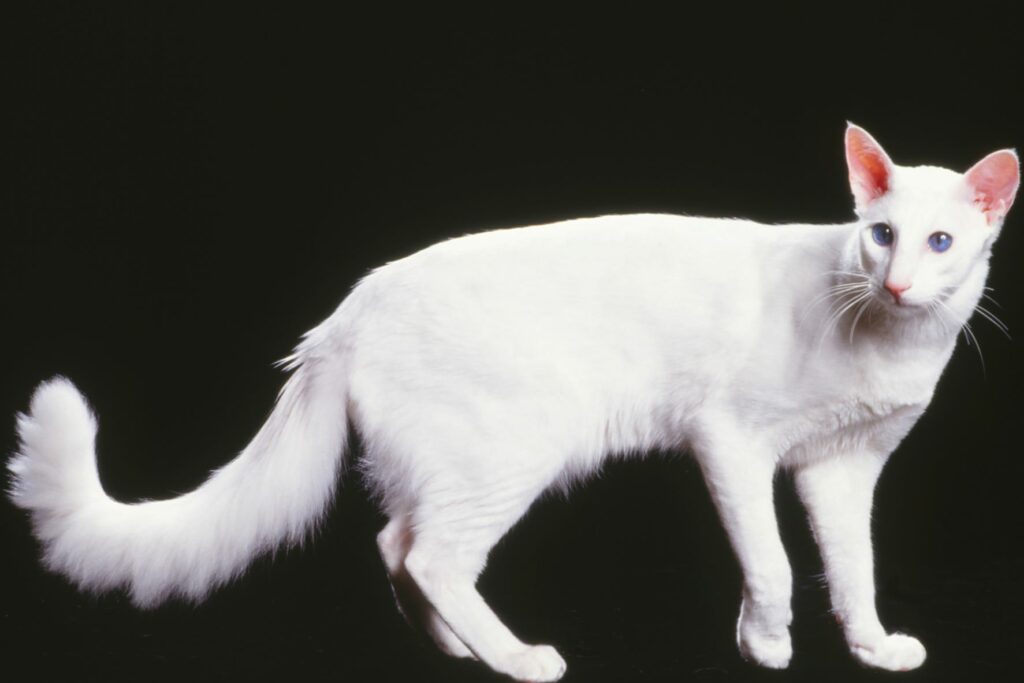 gatto giavanese bianco