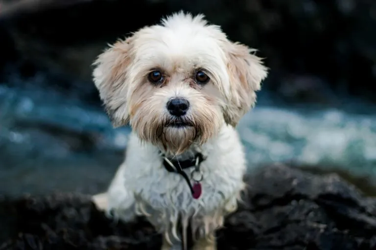 incrocio shih tzu maltese