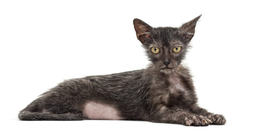 lykoi