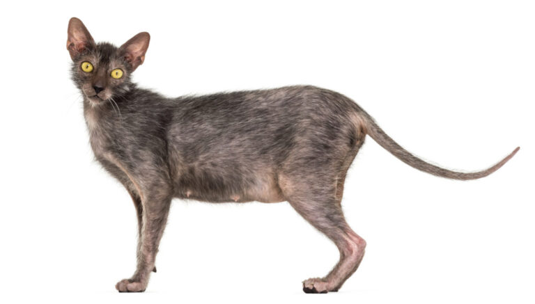 lykoi gatto mannaro