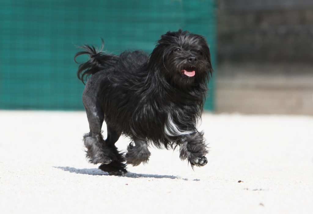 piccolo cane leone nero