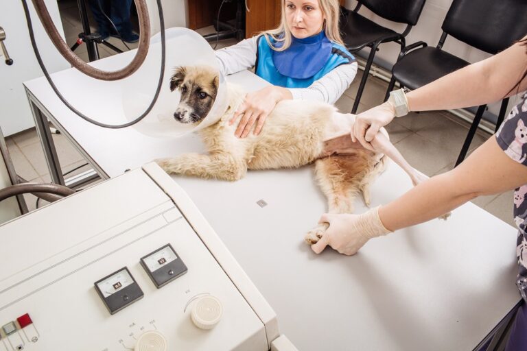 radiografia nel cane