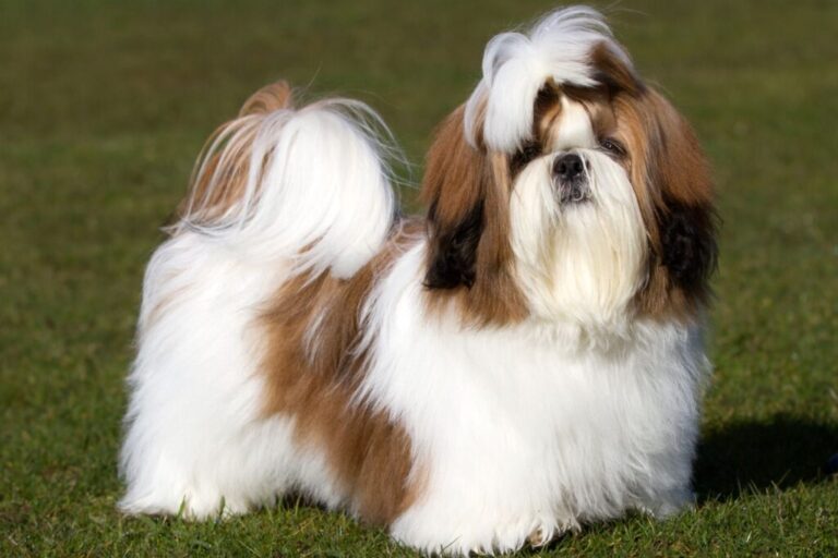 Shih Tzu cucciolo