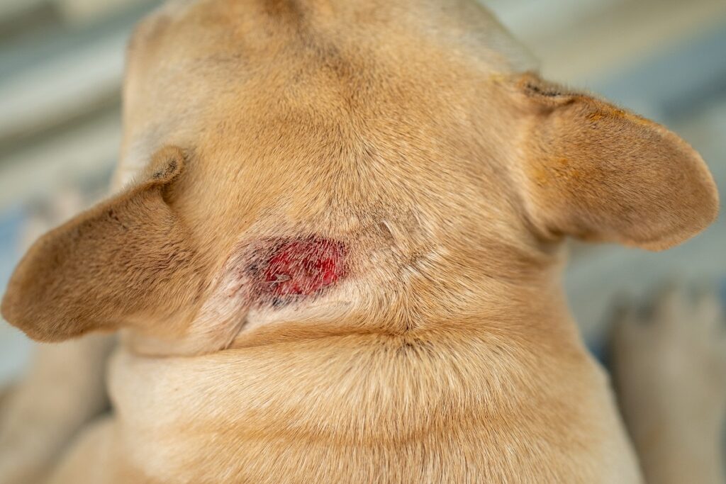 cane con ferita sul collo