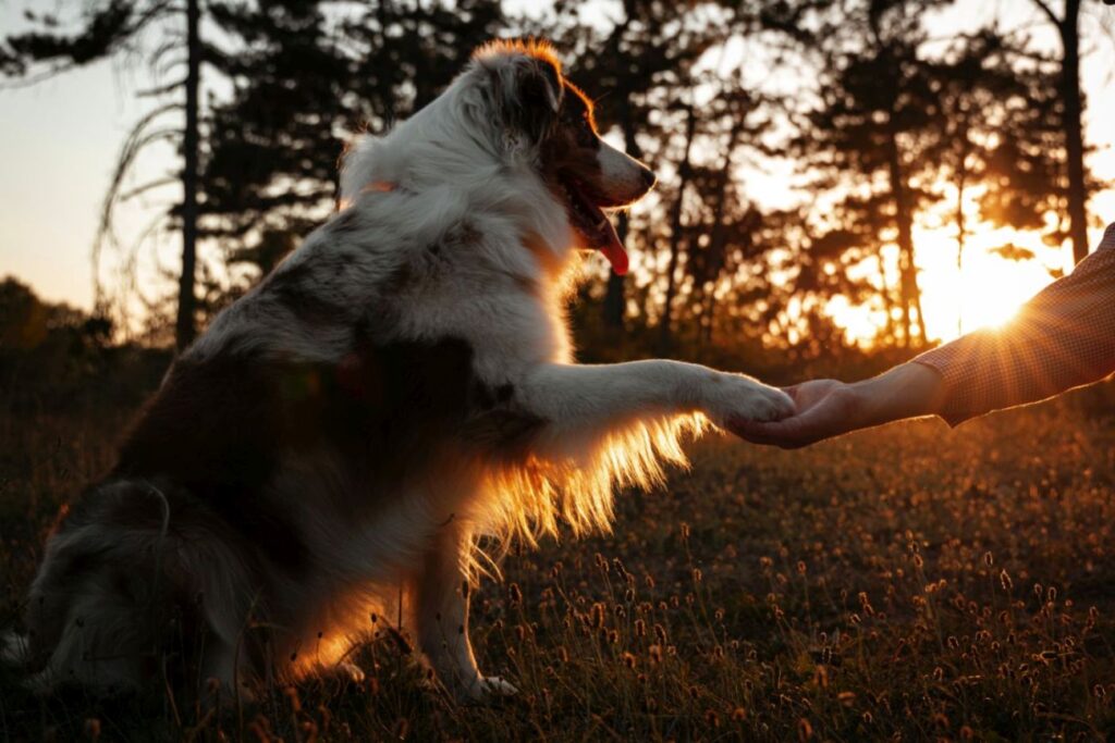 cane dà zampa al padrone