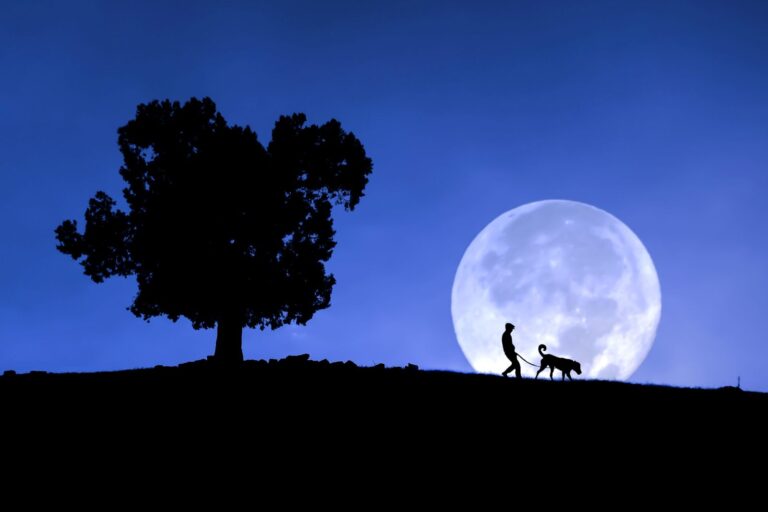 cane a spasso sotto la luna piena