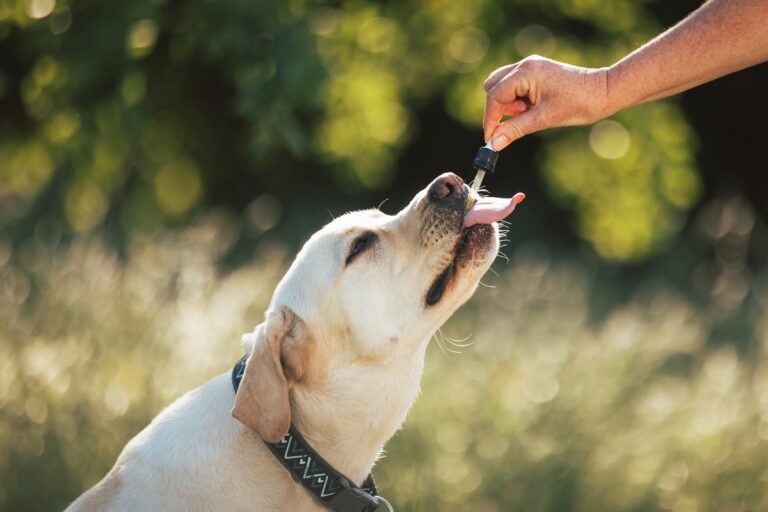 cane riceve dose olio di cocco