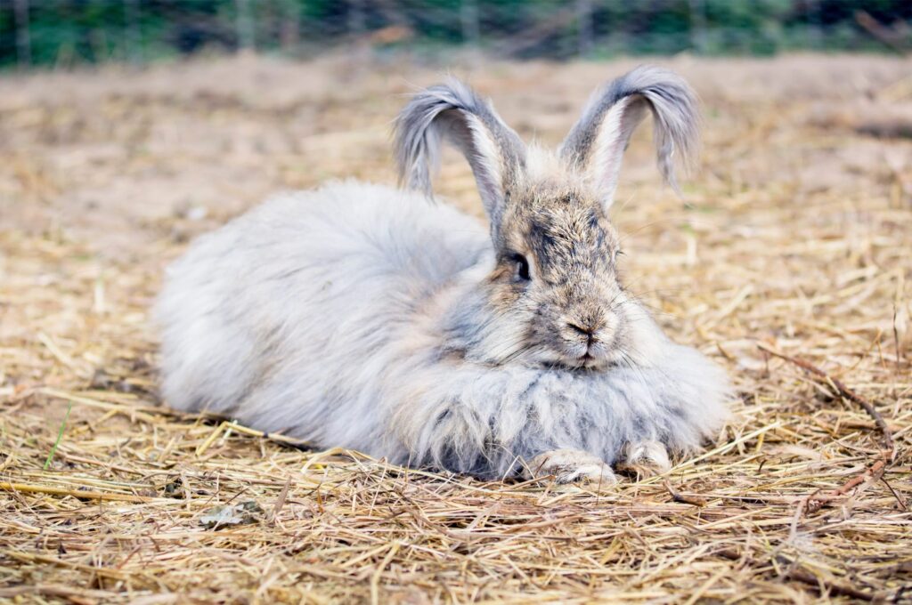 coniglio d'angora seduto nella paglia