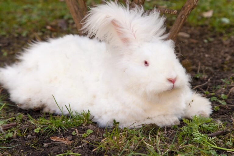 Coniglio d'Angora: aspetto, colori, carattere, prezzo