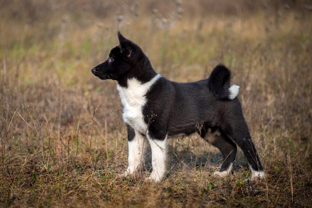 cucciolo laika russo europeo