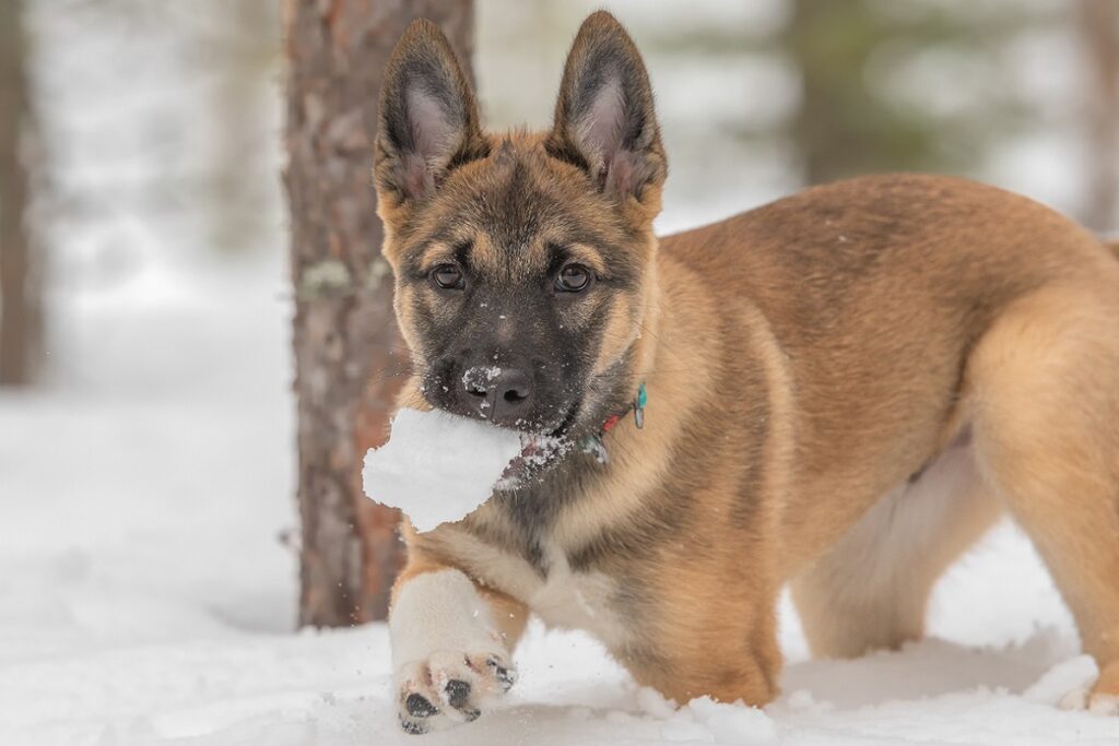 cucciolo laika