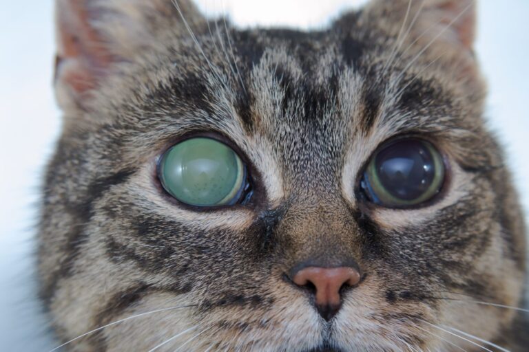 glaucoma gatto