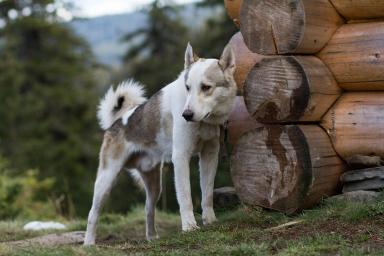 laika della siberia occidentale