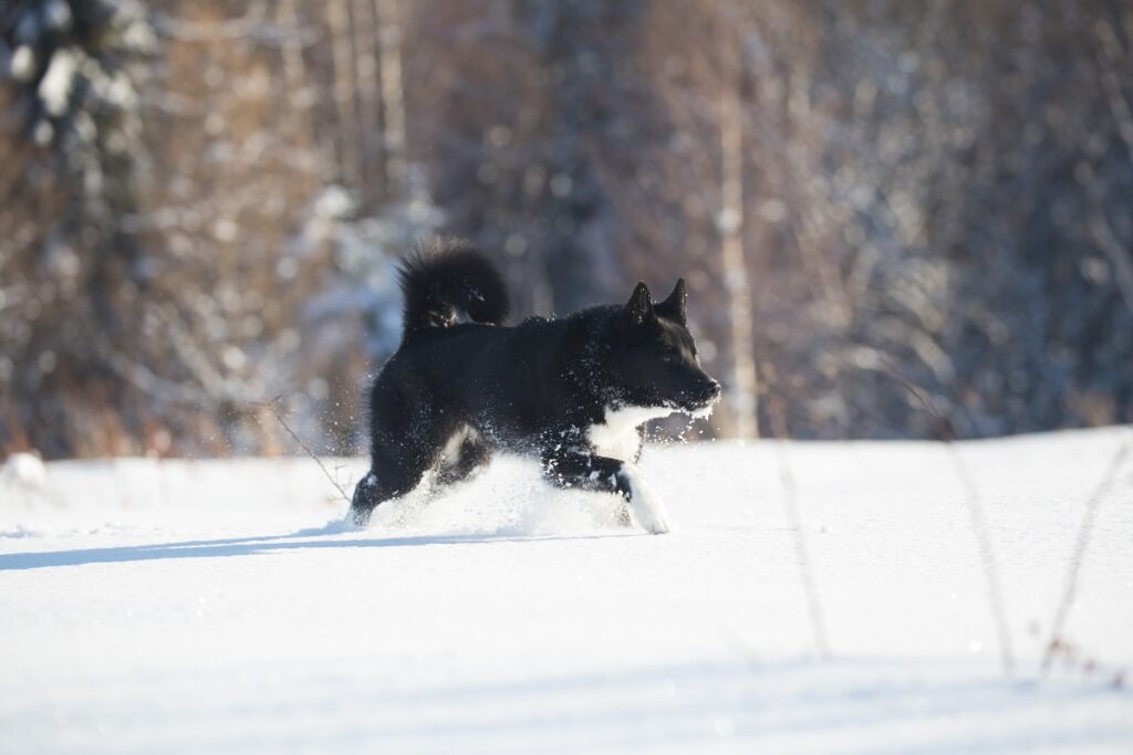 laika russo europeo nella neve