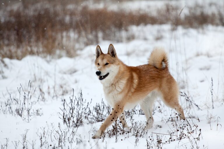 laika siberia occidentale