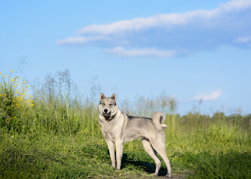 laika della siberia orientale nel prato