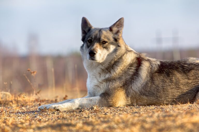 laika siberia orientale