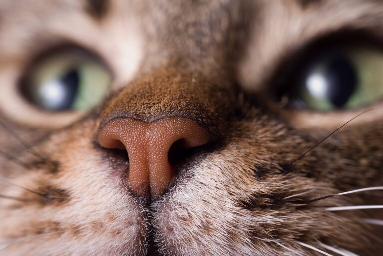 naso gatto