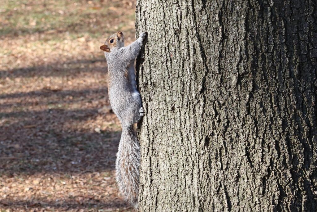 scoiattolo grigio si arrampica sull'albero