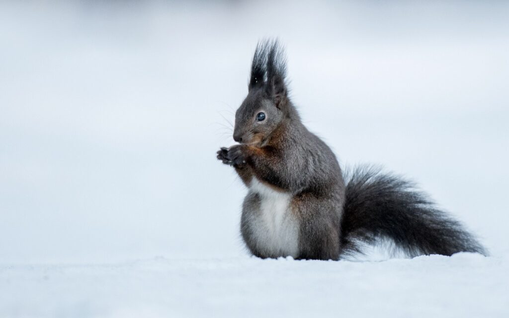 scoiattolo nero mangia noce nella neve