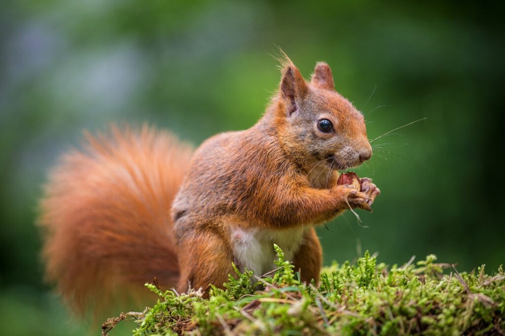 scoiattolo rosso mangia noce