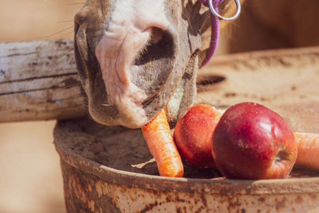 cavallo mangia frutta e verdura