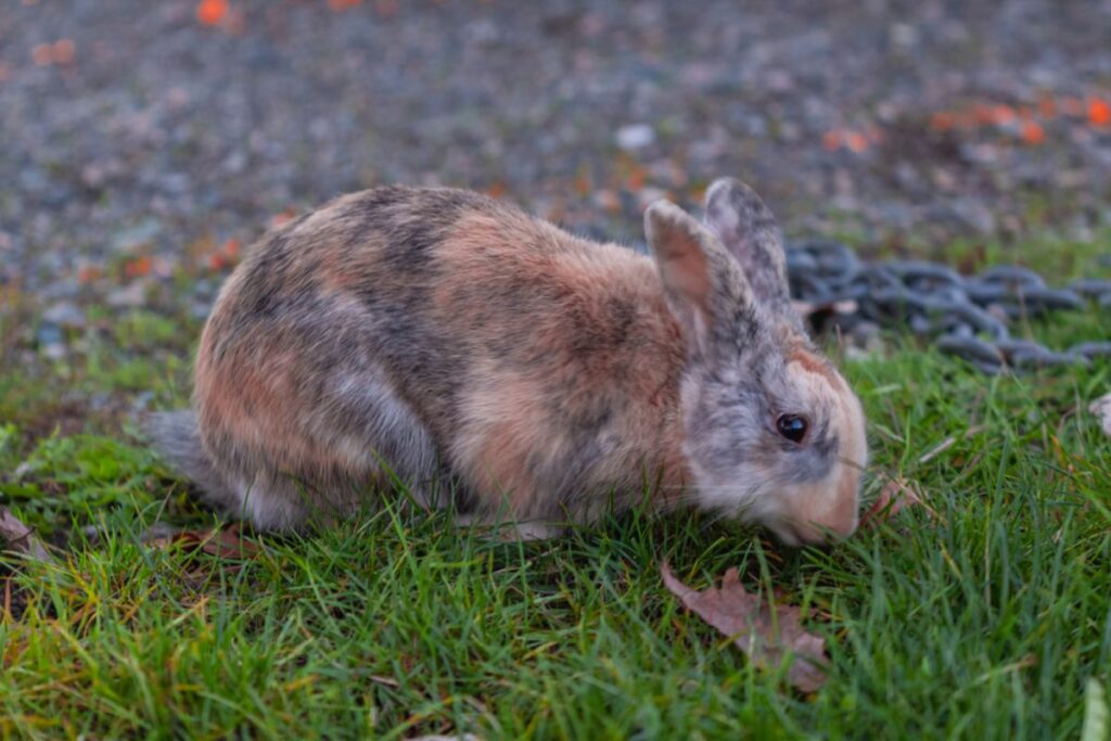 coniglio giapponese mangia erba