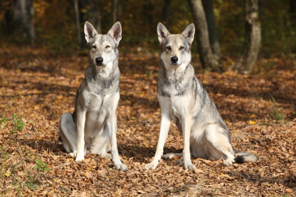 2 cane lupo di saarlos siedono nel bosco