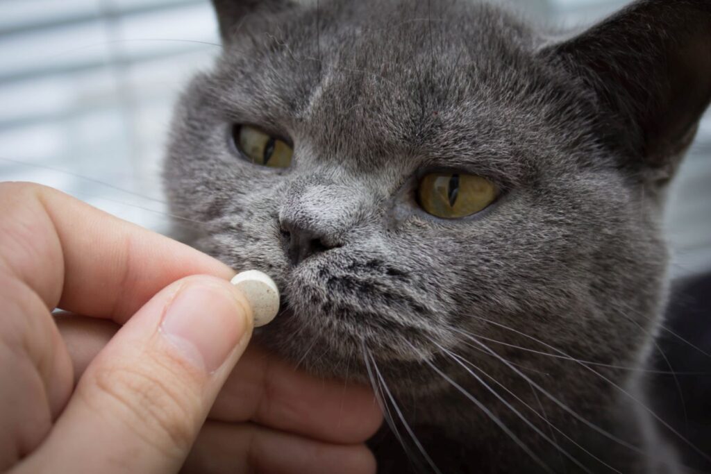 gatto con ipotiroidismo riceve farmaco