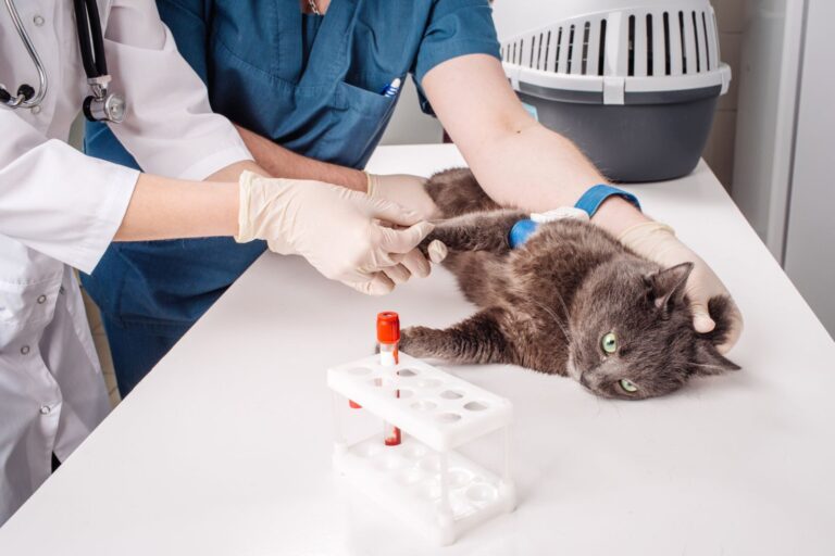 gatto con ipotiroidismo dal veterinario