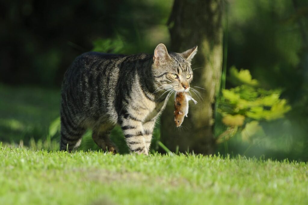 gatto con topo in bocca