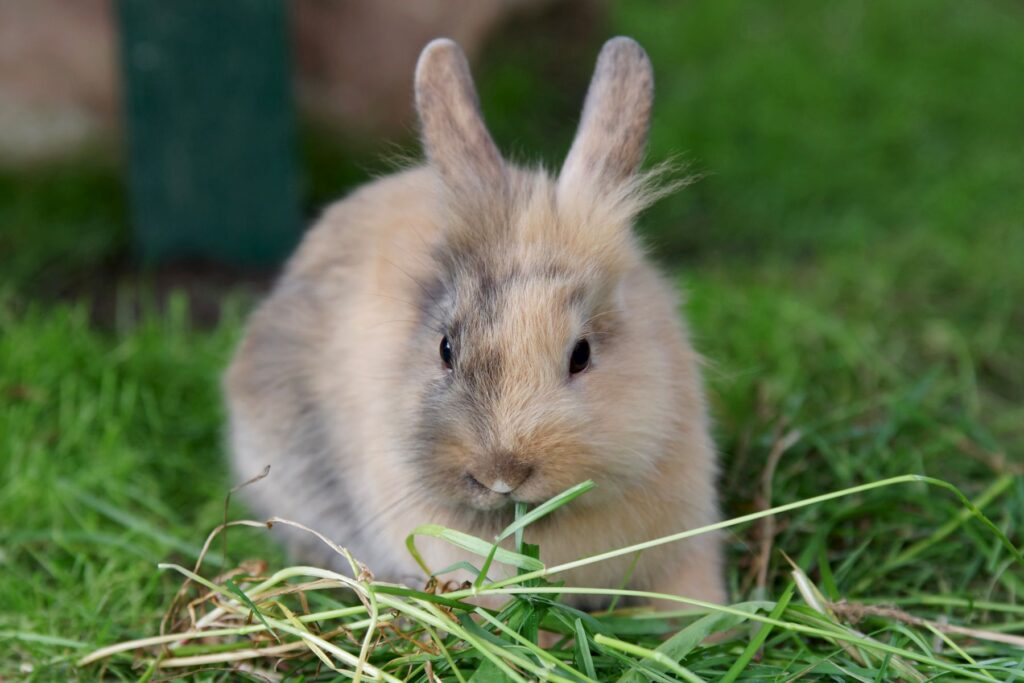 piccolo coniglio giapponese mangia erba
