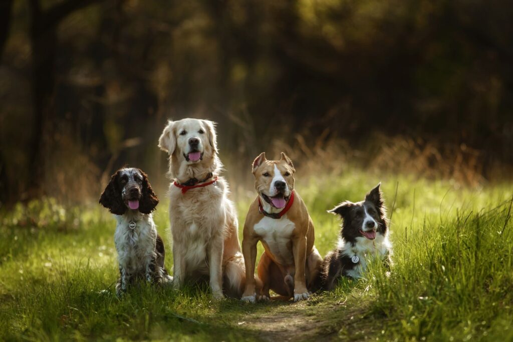 gruppo di cani golden retriever, spaniel, border collie and amstaff