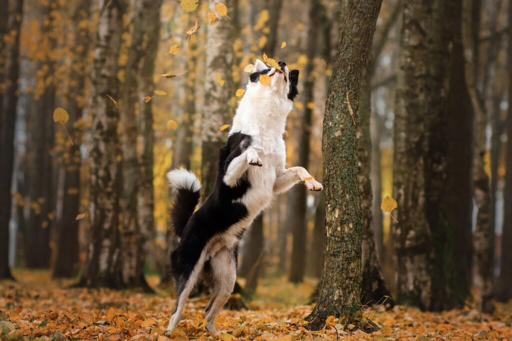 Yakutskaya Laika gioca nel bosco