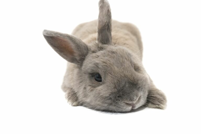 Malattia emorragica virale del coniglio (MEV-RHD)