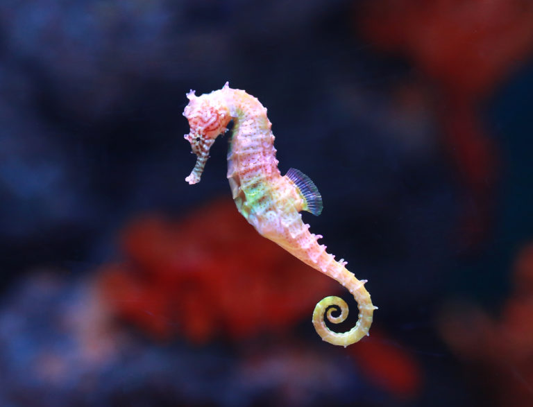 cavallucci marini (hippocampus)
